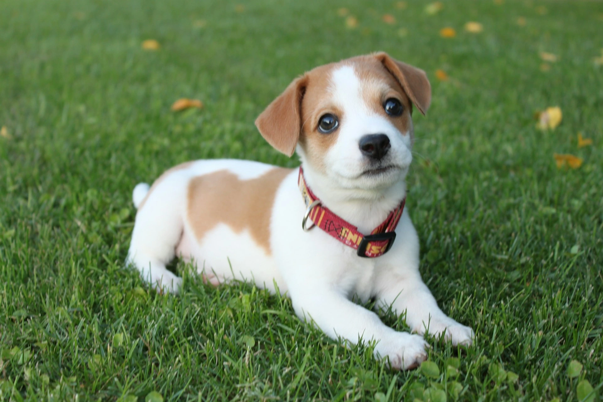 A small Jack Russell puppy with white and brown markings and a red collar is lying on a vibrant green lawn.