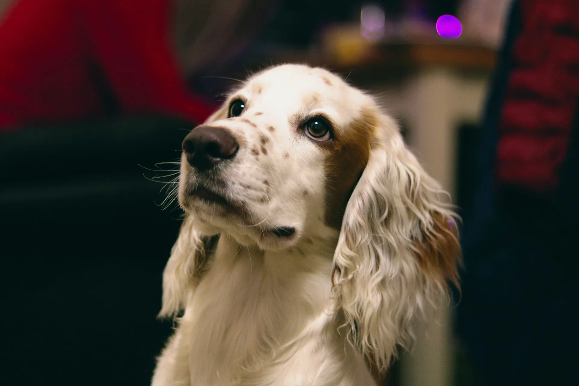 An English Setter puppy against a dark, blurred background.