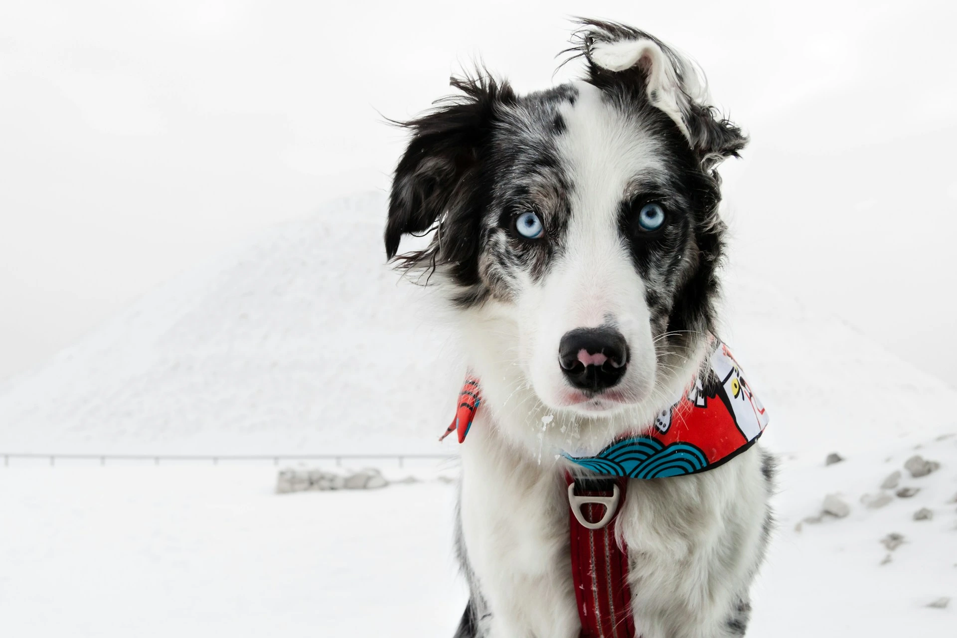A Border Collie stands in a snowy, white landscape.