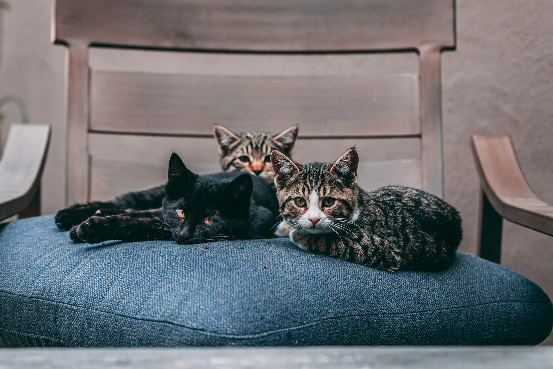 Three cats are resting on a blue cushion on a wooden outdoor chair.