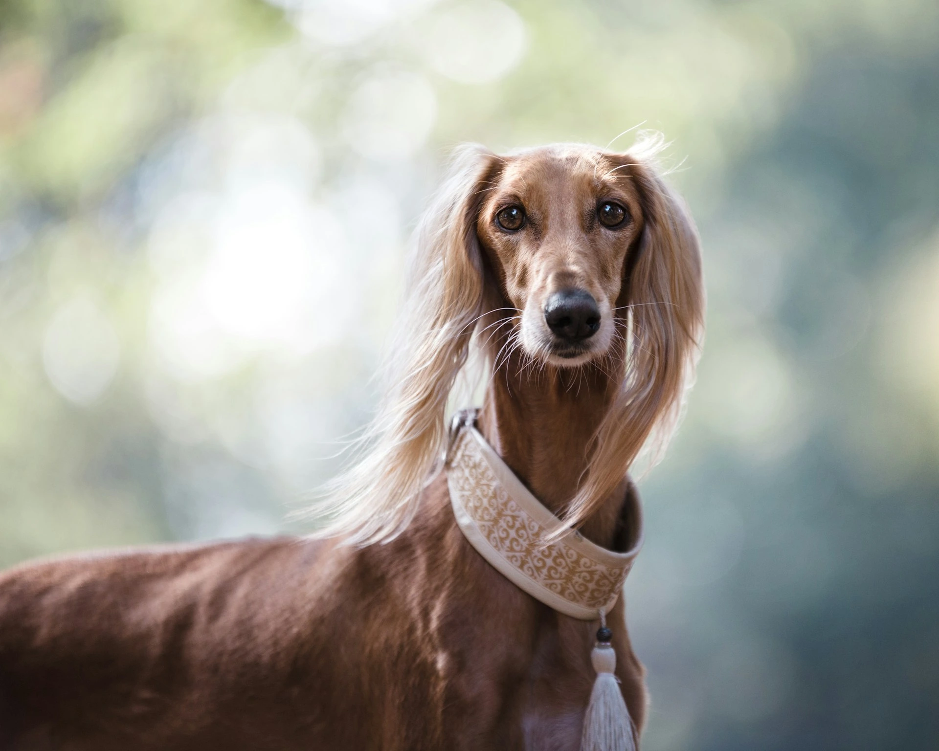 Saluki dog with long, flowing ears against a blurry background.