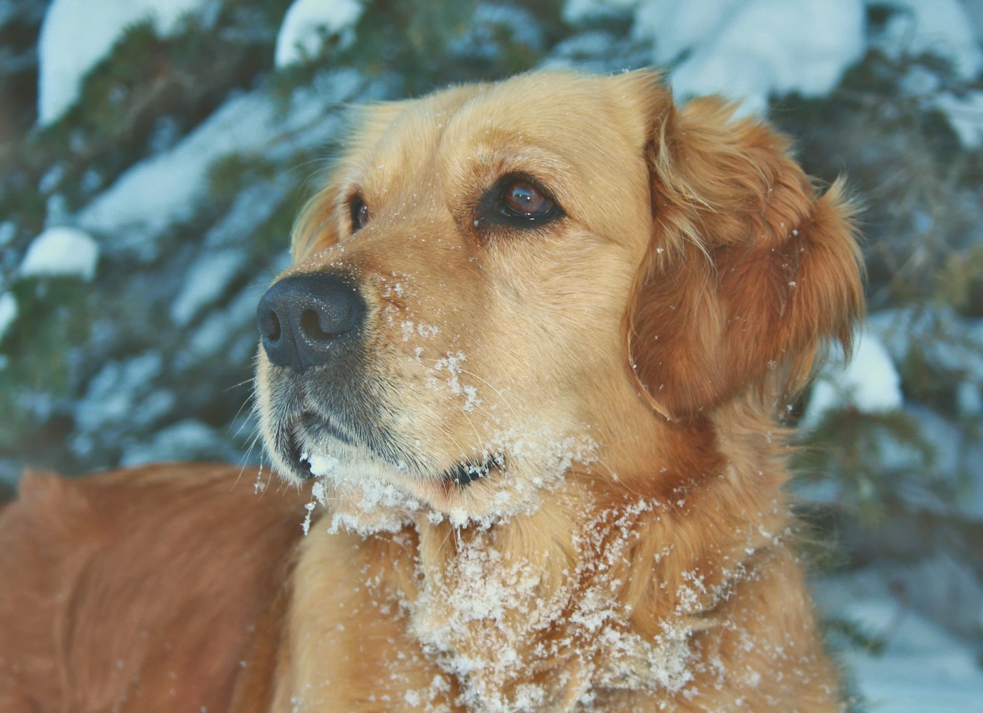 Close-up of a Golden Retriever with snow on its muzzle and neck against a snowy pine background.