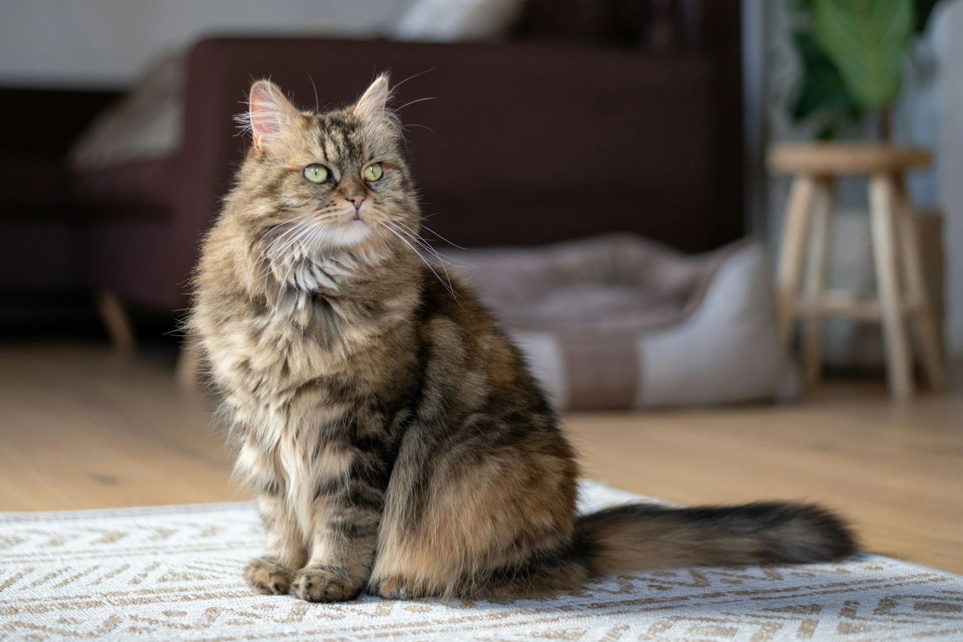 A fluffy brown tabby cat with long hair and green eyes sits on a patterned rug in a bright indoor setting.