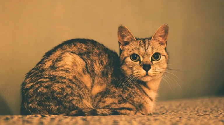 Tabby cat with wide green eyes lying down.