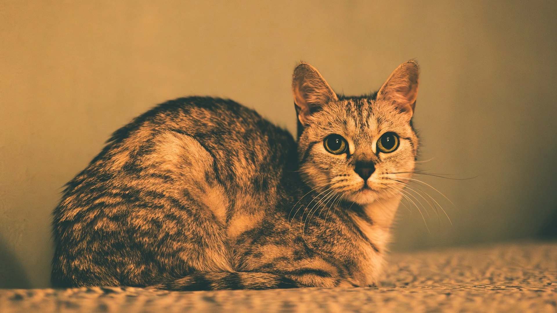 Tabby cat with wide green eyes lying down.