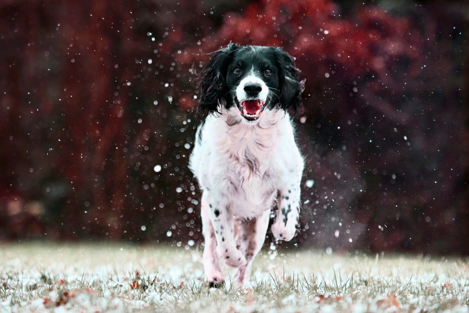 Black and white Springer Spaniel running happily through a snowy, grassy field towards the camera.