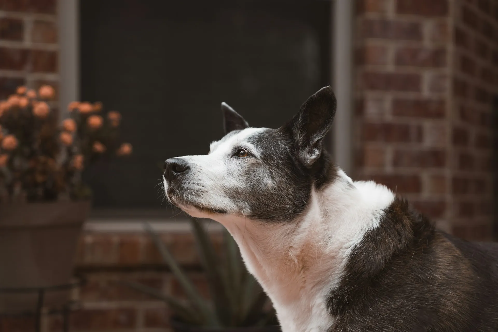 A close-up of a black and white dog standing outside a brick building with a dark window.